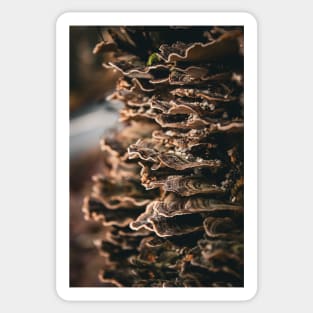 Fungi on tree bark Sticker